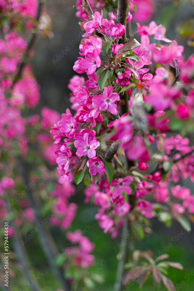 nature background blooming fruit trees pink flowers nature background blooming fruit trees pink flowers