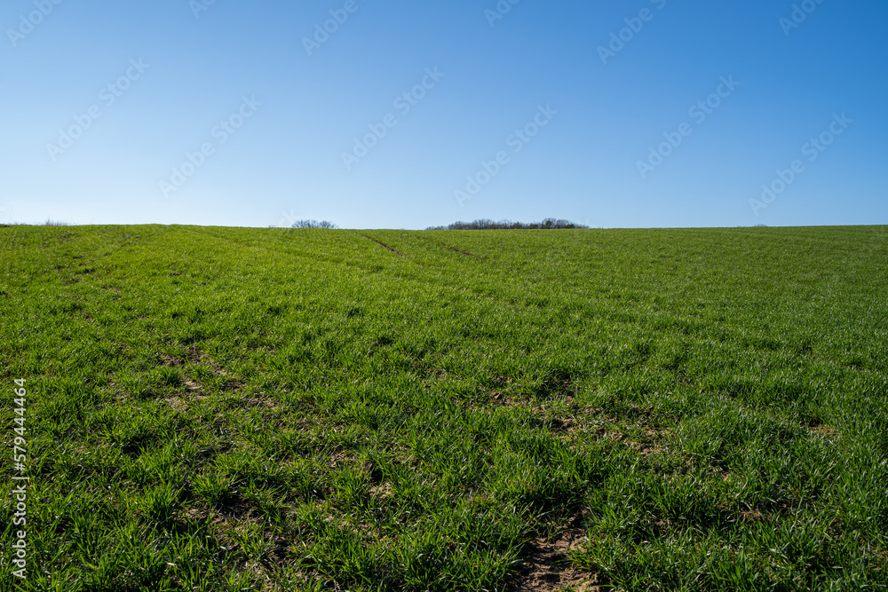 Grassy hill in the landscape with blue sunny sky in spring