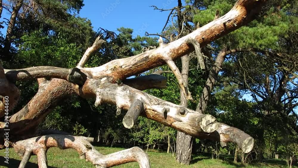 A beautiful pine has fallen. Beautiful firs, pines in the background. Fine grey, brown bark illuminated by the setting sun. Blue sky in the background.