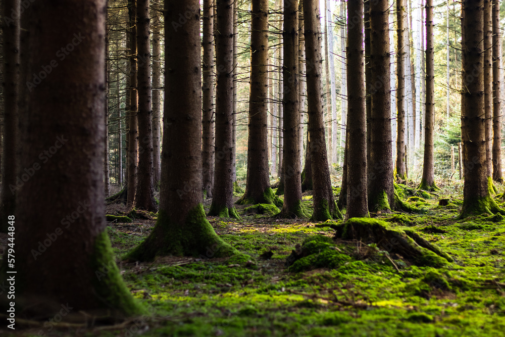 Obraz premium Las Świerkowy