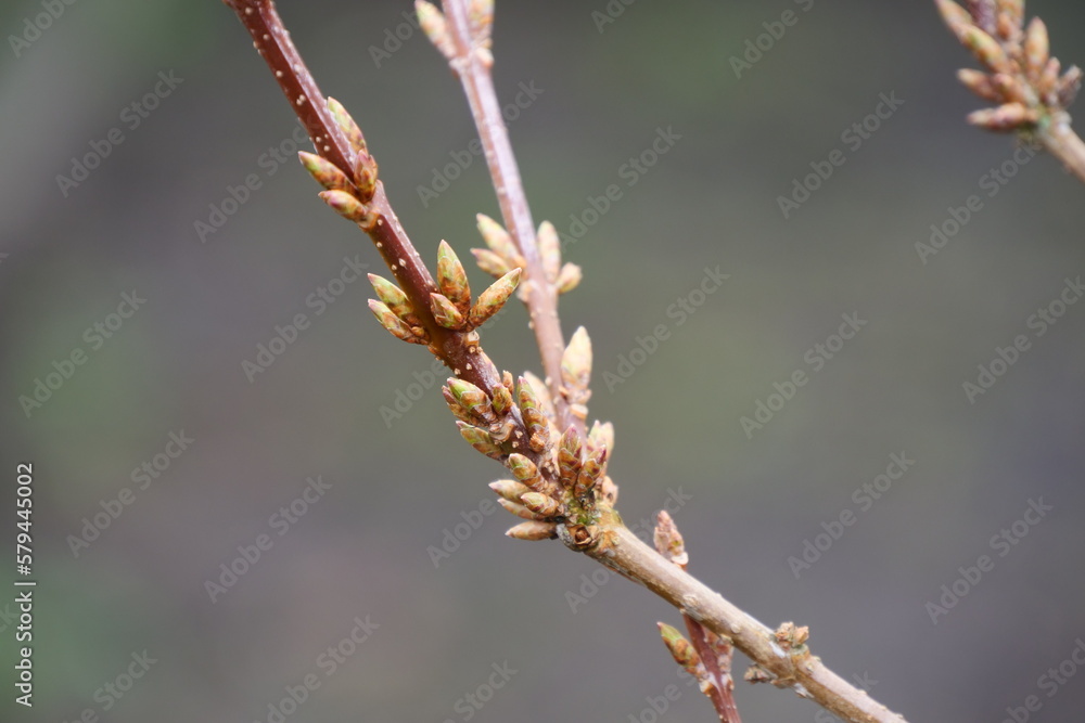 Early Spring, Many Buds Begin To Swell And Bloom On Trees Early Spring, Many Buds Begin To Swell And Bloom On Trees