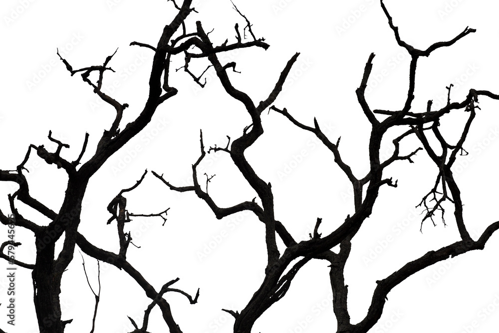Dead branches isolated , Silhouette dead tree or dry tree on white background with clipping path. Dead branches isolated , Silhouette dead tree or dry tree on white background with clipping path.