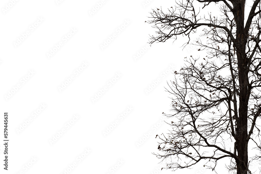 Dead branches isolated , Silhouette dead tree or dry tree on white background with clipping path.