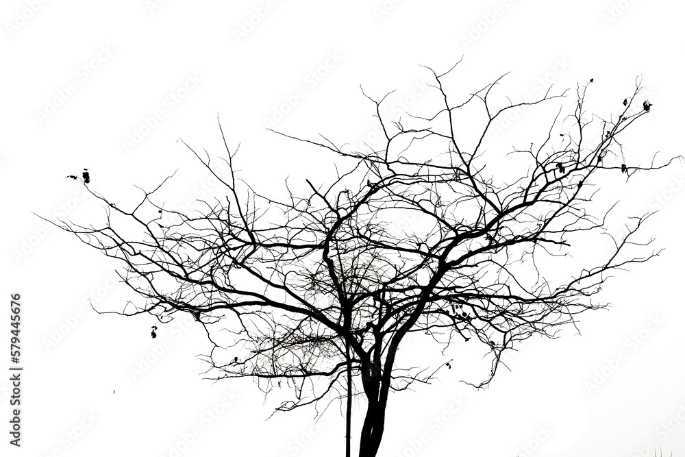 Dead branches isolated , Silhouette dead tree or dry tree on white background with clipping path.