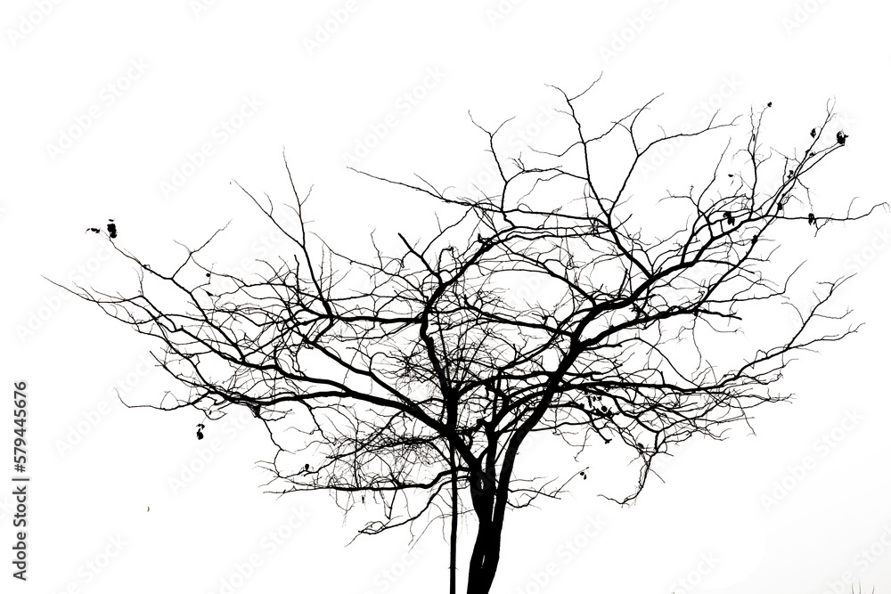 Fototapeta premium Dead branches isolated , Silhouette dead tree or dry tree on white background with clipping path.