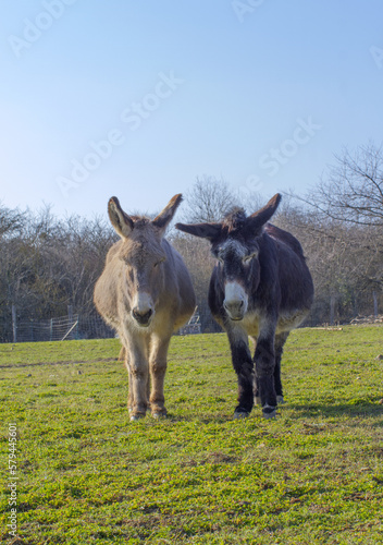 couple of old donkeys sleeping in meadow in sunny winter