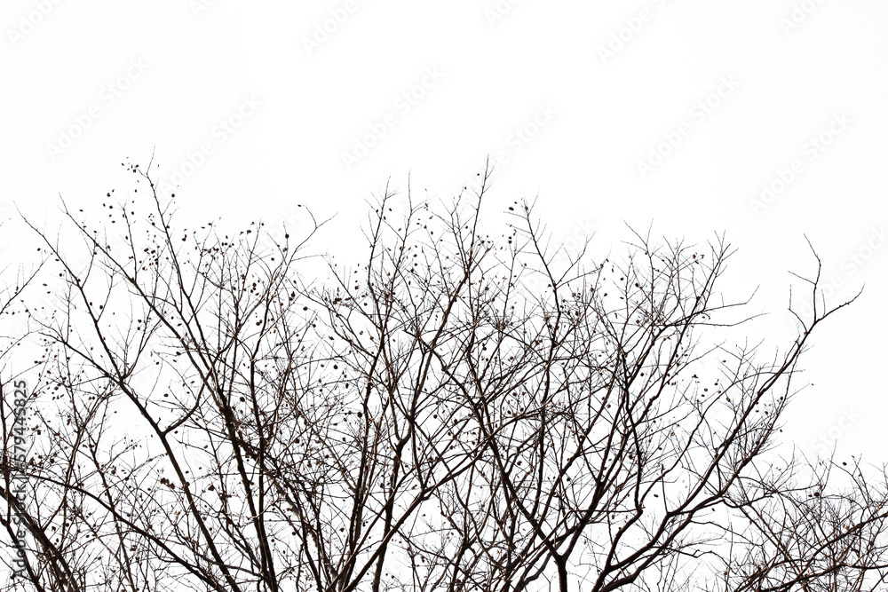 Dead branches isolated , Silhouette dead tree or dry tree on white background with clipping path. Dead branches isolated , Silhouette dead tree or dry tree on white background with clipping path.