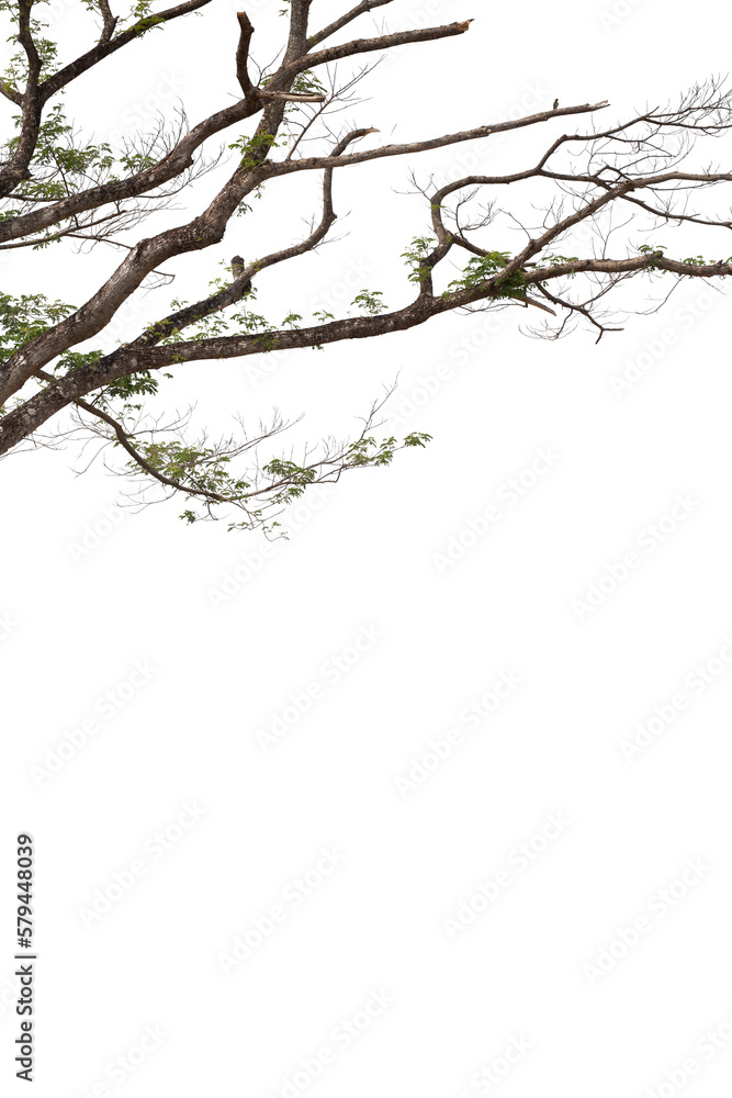 Obraz premium Dead branches isolated , Silhouette dead tree or dry tree on white background with clipping path.