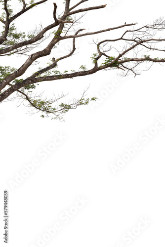 Dead branches isolated , Silhouette dead tree or dry tree on white background with clipping path. © krsprs