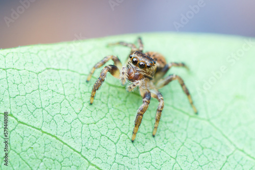 Isolated close-up of a jumping spider looking at you from a green leaf (Evarcha falcata female)