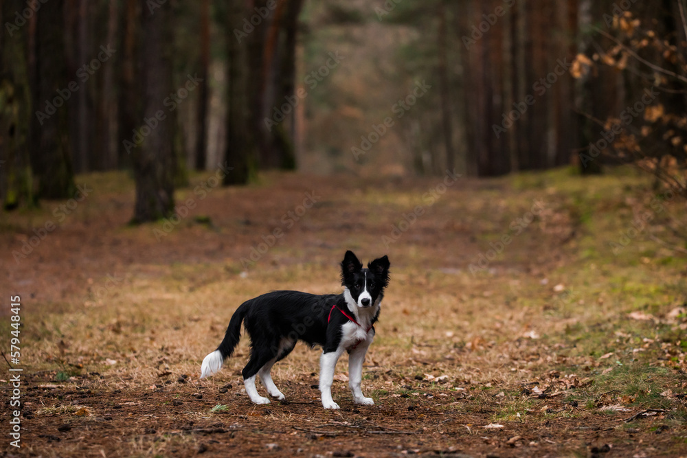 beautiful black&white border collie puppy standing on a wide path in the forest