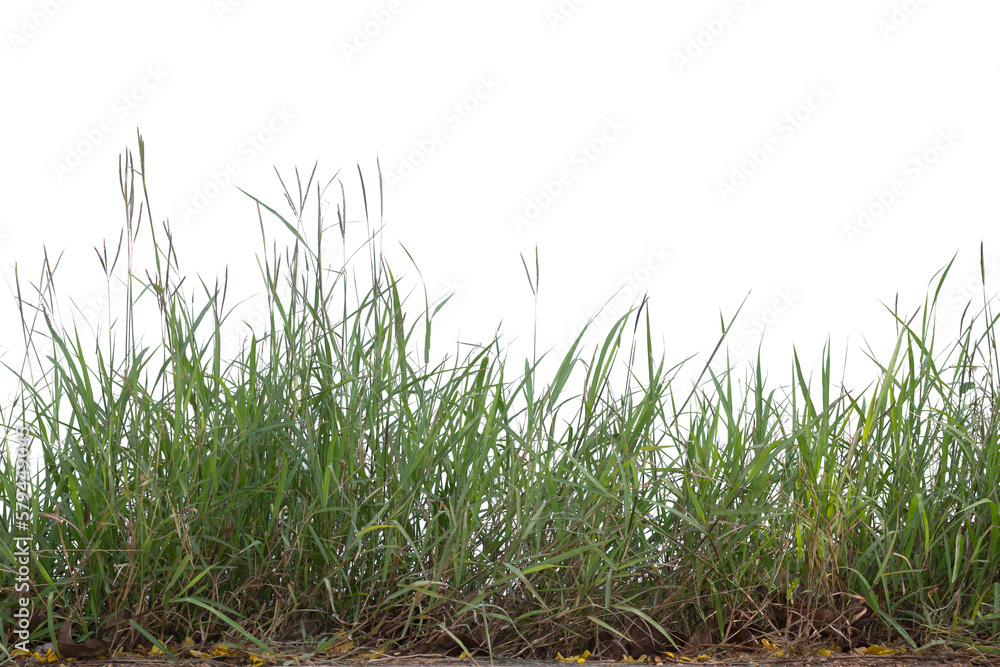 Obraz premium Grass isolated on white background. Clipping path.