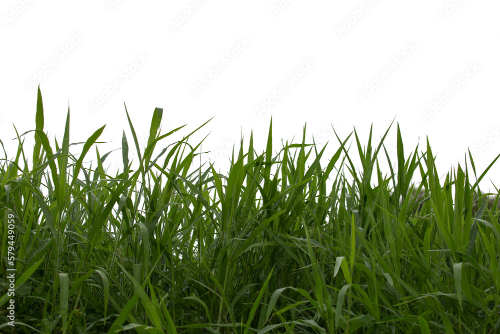 Fototapeta premium Grass isolated on white background. Clipping path.