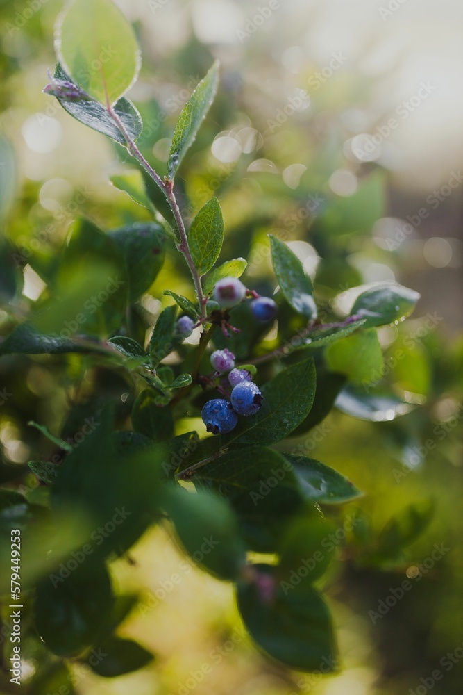 Close Up Of Fresh Ripe Blueberries In A Green Bush Close Up Of Fresh Ripe Blueberries In A Green Bush