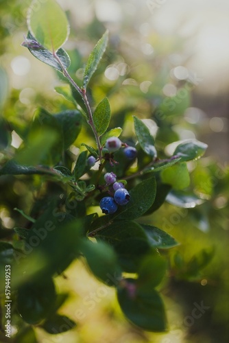 Close Up Of Fresh Ripe Blueberries In A Green Bush