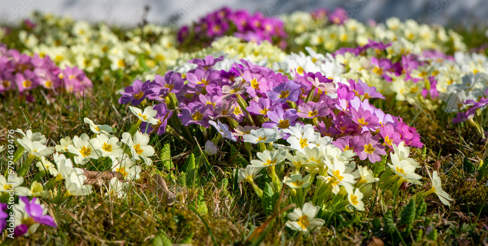 Obraz premium Bunch of beautiful primrose flowers blooming in a field