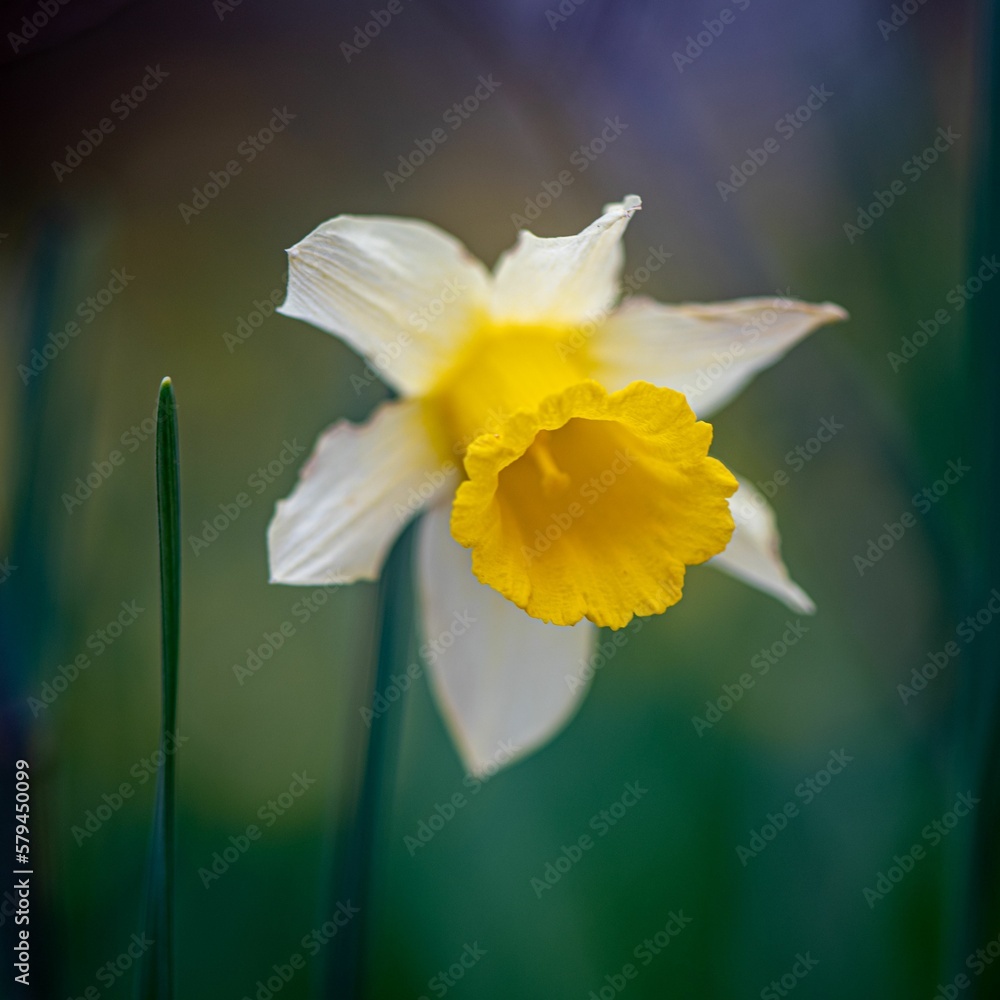 Fototapeta premium Closeup of a white Narcissus pseudonarcissus in the garden