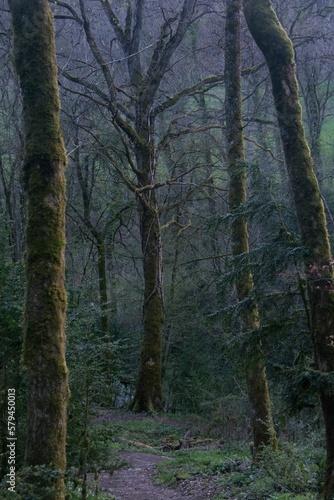 Vertical shot of a forest