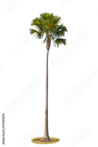 Palm tree isolated on white background.Save with clipping path.  © krsprs