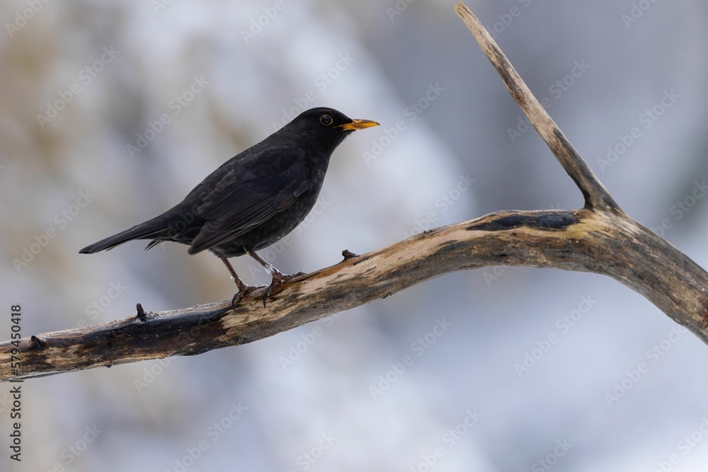 Side view of Common blackbird perched on tree branch Side view of Common blackbird perched on tree branch