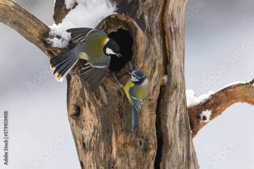 Great tits (Parus major) perched on the tree bark with melting snow