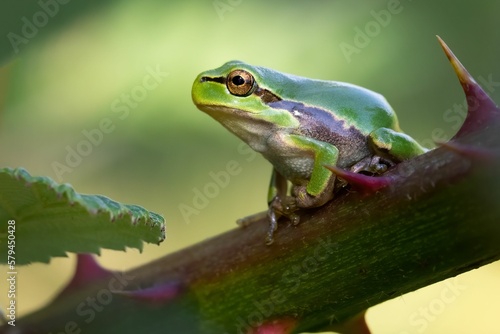 Closeup of frog perching on plant