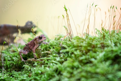 Frog perching on plants © Björn Reibert/Wirestock Creators