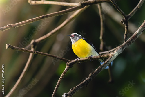 Bananaquit side look sitting on a tree branch in the morning with soft sunlight from puerto rico