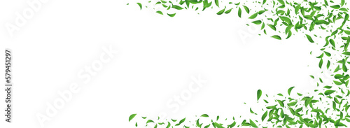 Lime Leaves Fresh Vector Panoramic White
