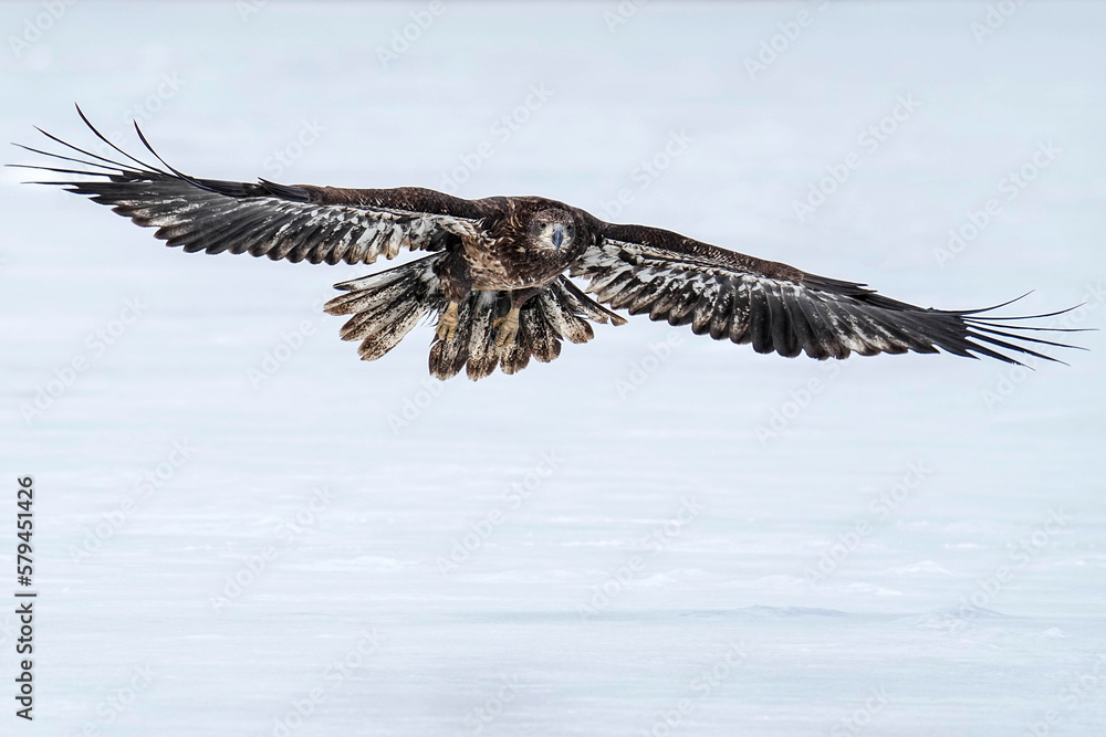 Obraz premium Juvenile Bald Eagle