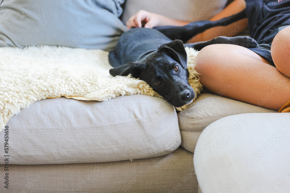 Teen boy snuggling on couch with pet dog. Man's best friend. Black kelpie x labrador breed.