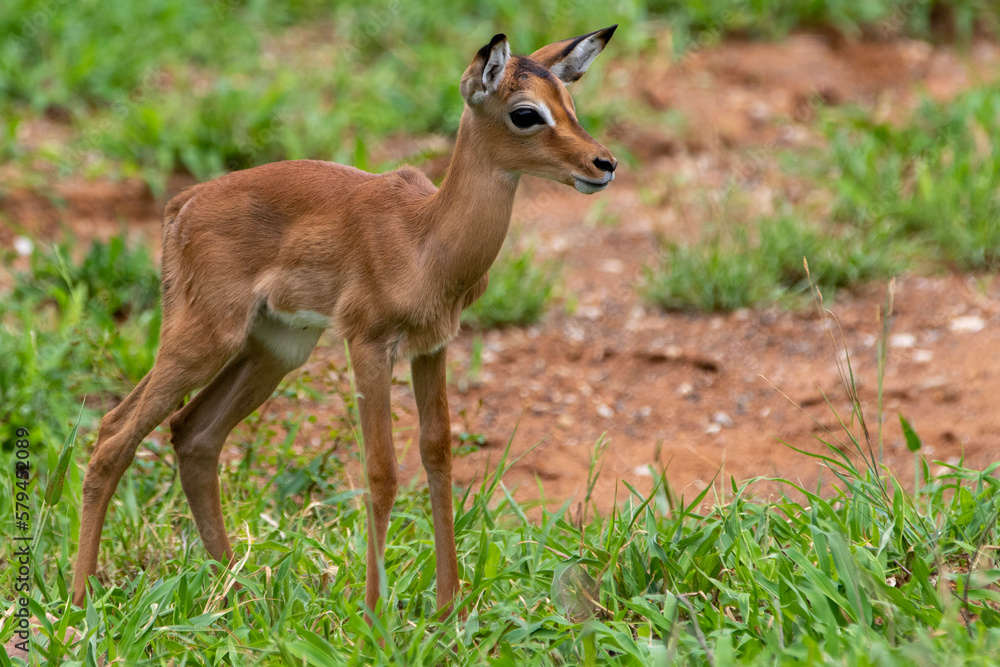 Impala Iamb in Kruger National Park Impala Iamb in Kruger National Park