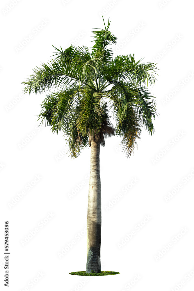 Fototapeta premium Green beautiful palm tree isolated on white background.
