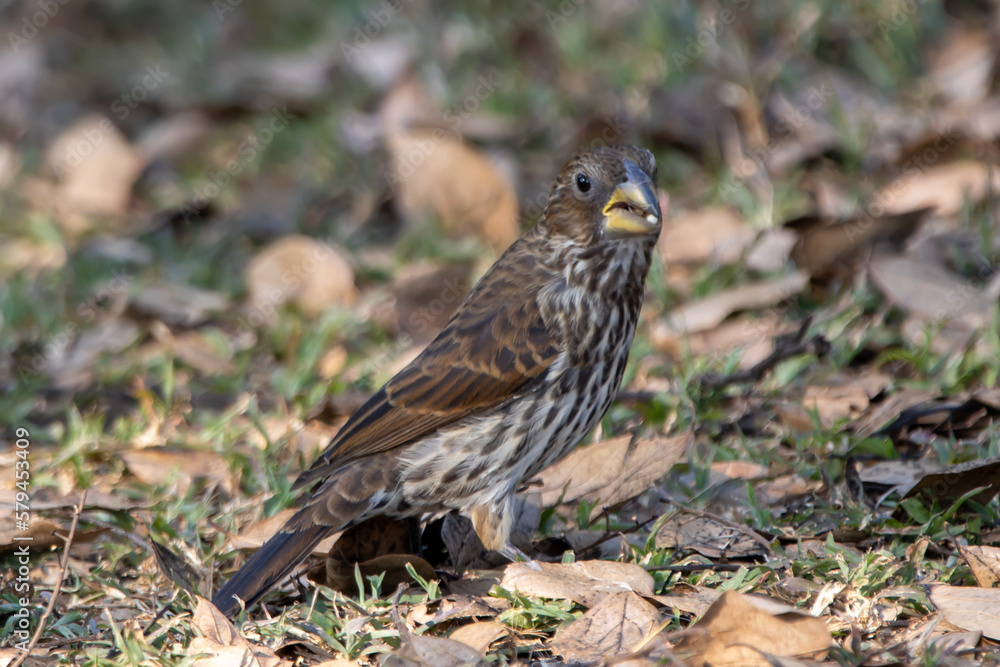 Thick-billed weaver (Dikbekwewer) Thick-billed weaver (Dikbekwewer)