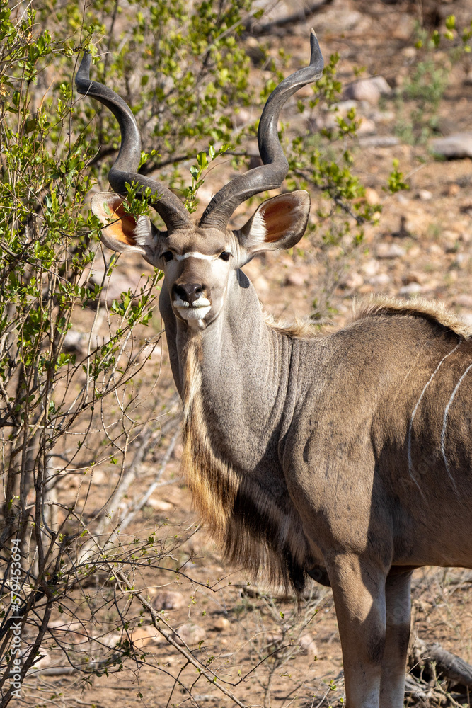 Kudu bull in the bush
Kudu bull in the bush