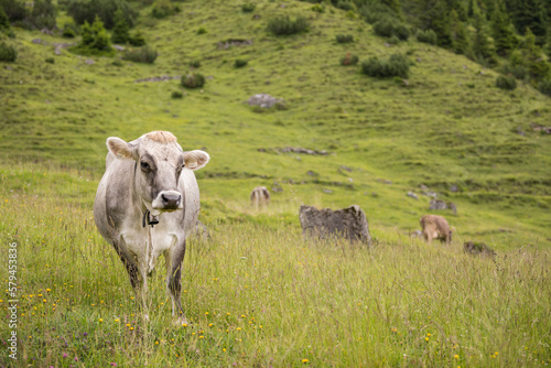 Wallpaper Mural Front view of an austrian cam in a mountain meadow during summer  with plenty of copy space in the picture. Torontodigital.ca