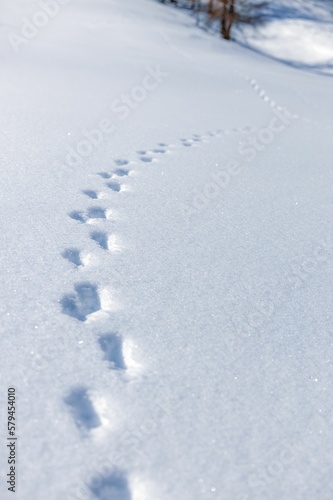 Vertical view of animals' footprints on the surface of deep snow in the winter