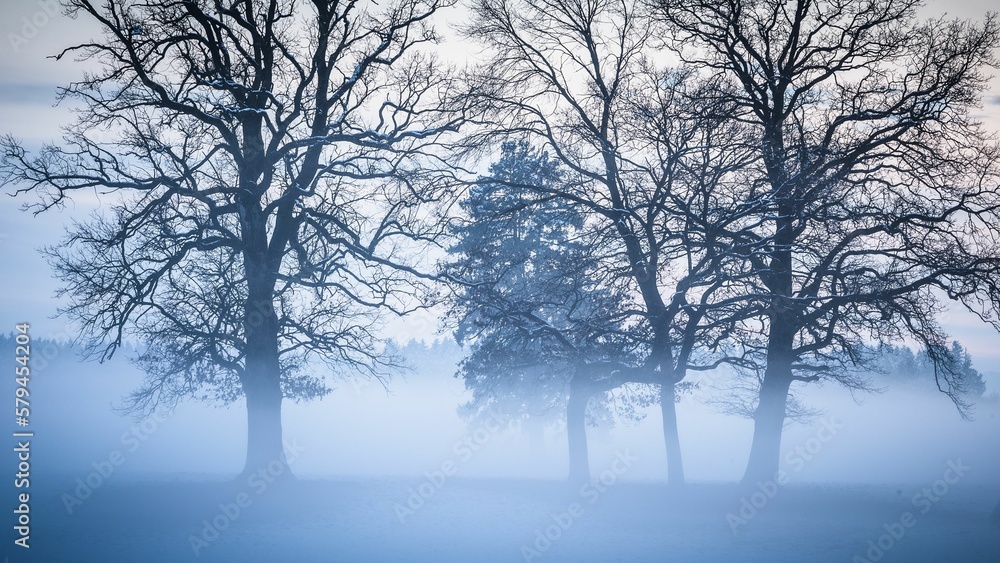 Group of leafless trees in fog in the field Group of leafless trees in fog in the field