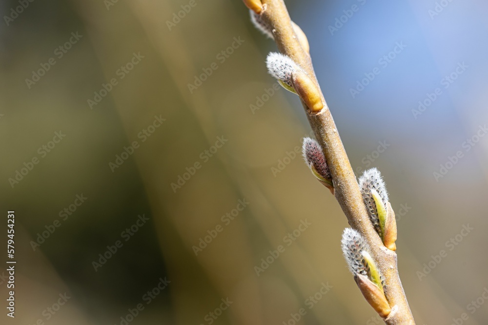 Macro shot of young palm catkins on a blurred background Macro shot of young palm catkins on a blurred background