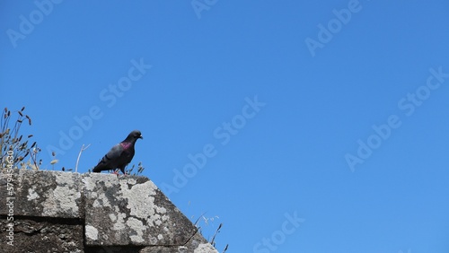 Bird perched on the stone