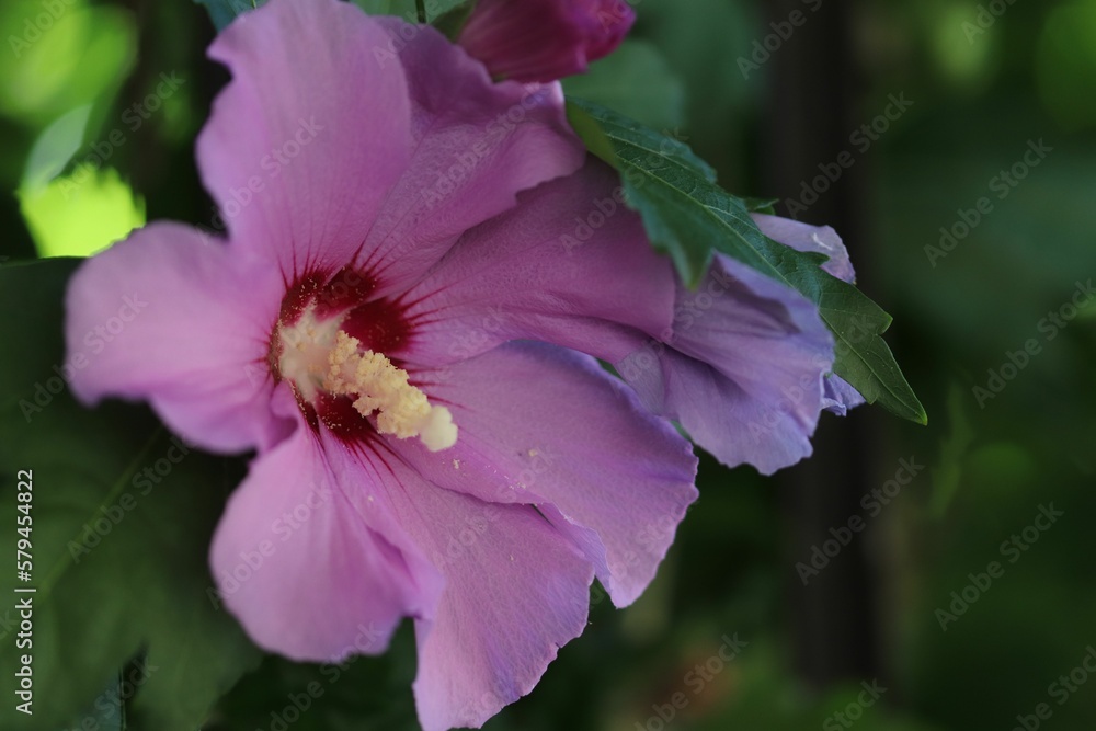 Closeup of the Syrian hibiscus blossom against the blurred green background Closeup of the Syrian hibiscus blossom against the blurred green background