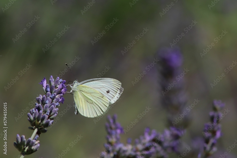 Closeup of a turnip whitefish perched on a purple flower Closeup of a turnip whitefish perched on a purple flower