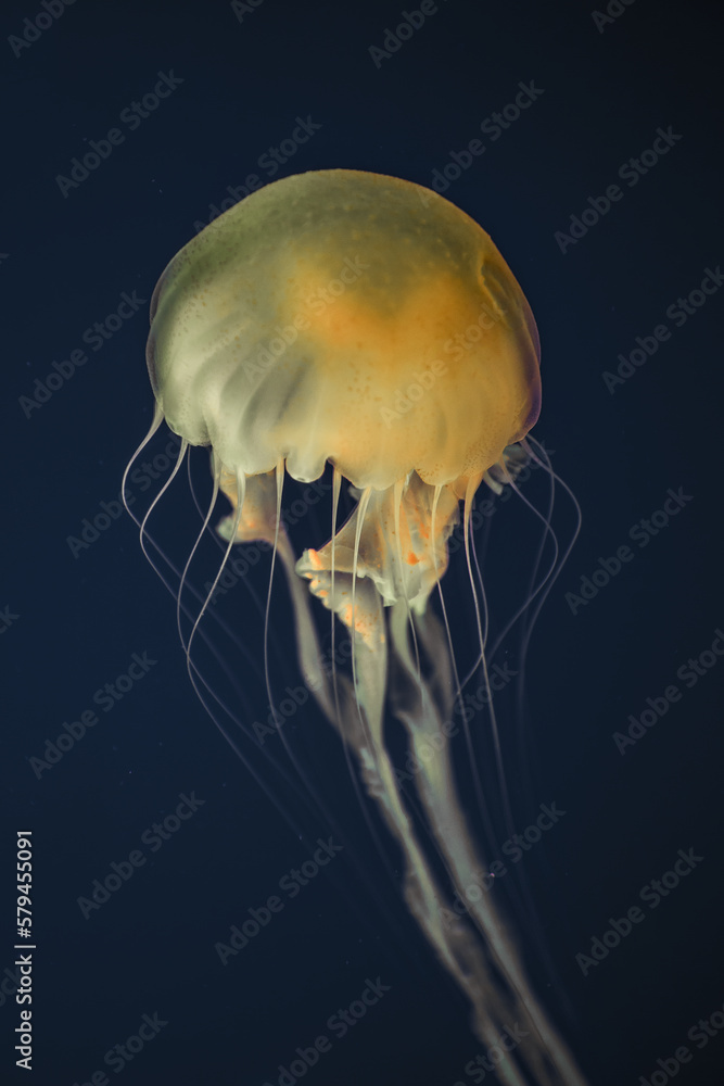 jellyfsh jellyfsh
