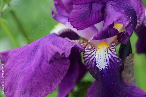 Fototapeta Naklejka Na Ścianę i Meble -  Macro shot of a blooming iris