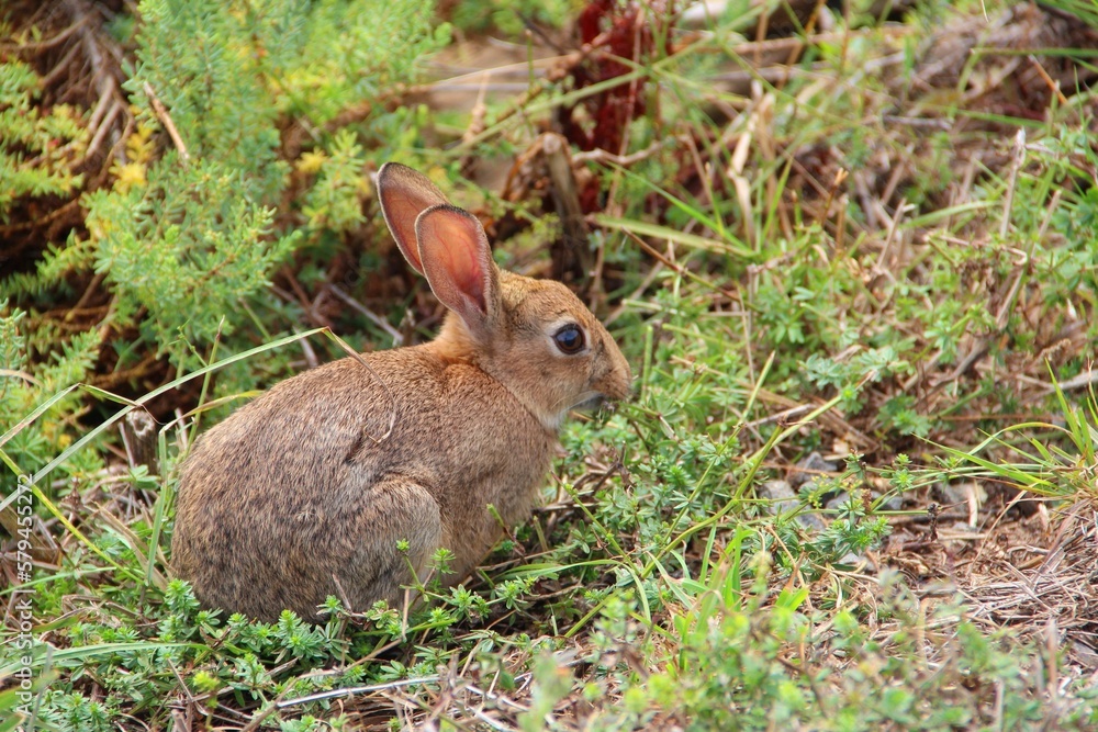 Closeup of a Wild rabbit in the green field Closeup of a Wild rabbit in the green field