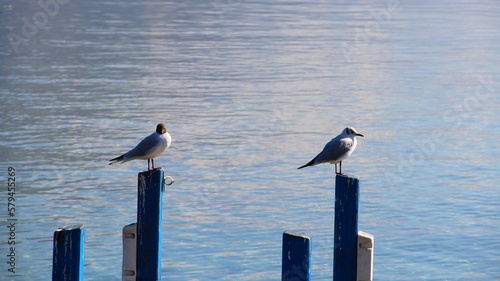 Closeup of two seagulls perched n a wooden fence against the sea © Stefan/Wirestock Creators