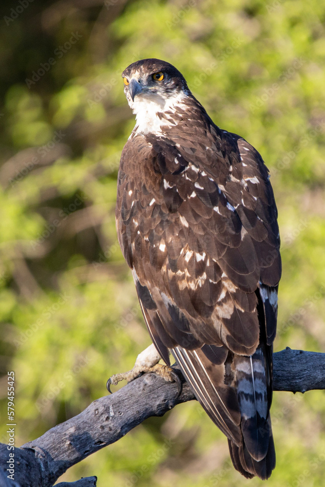 African Hawk Eagle in Kruger National Park (Grootjagarend)
African Hawk Eagle in Kruger National Park (Grootjagarend)