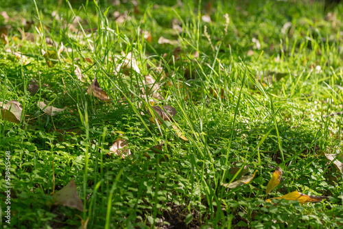 Young grass in the sun. The concept of the arrival of spring