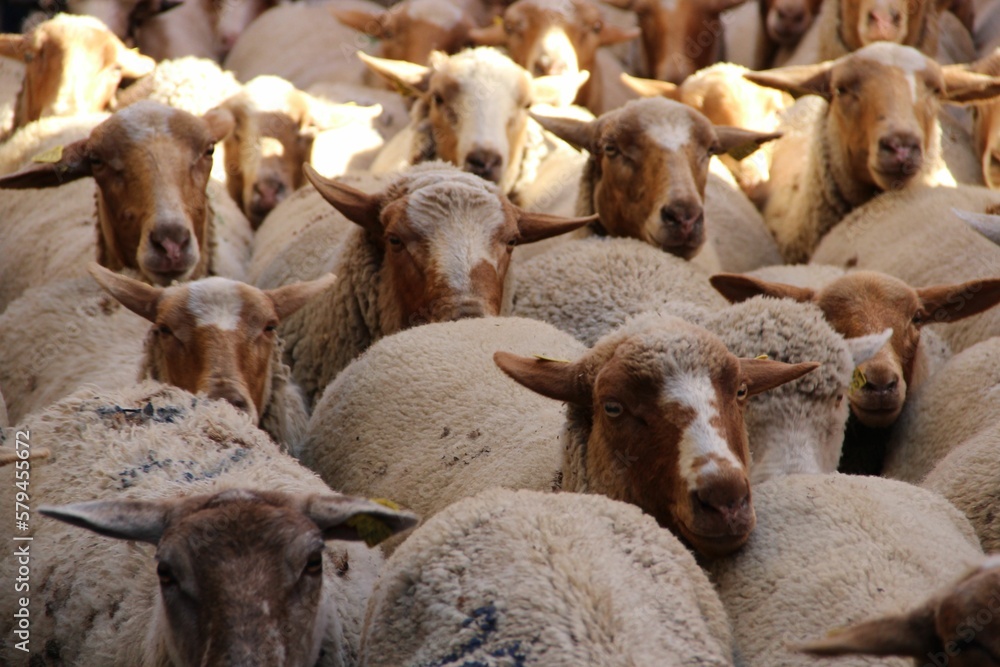 a herd of sheep all looking in different directions while standing a herd of sheep all looking in different directions while standing