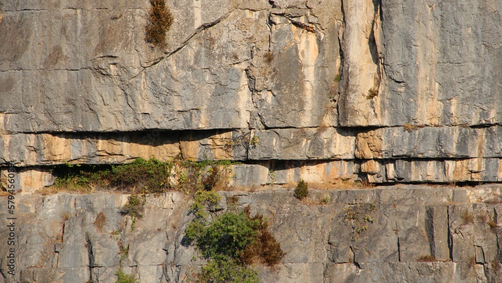 Fototapeta premium Close-up shot of plants growing on the cliff in sunlight